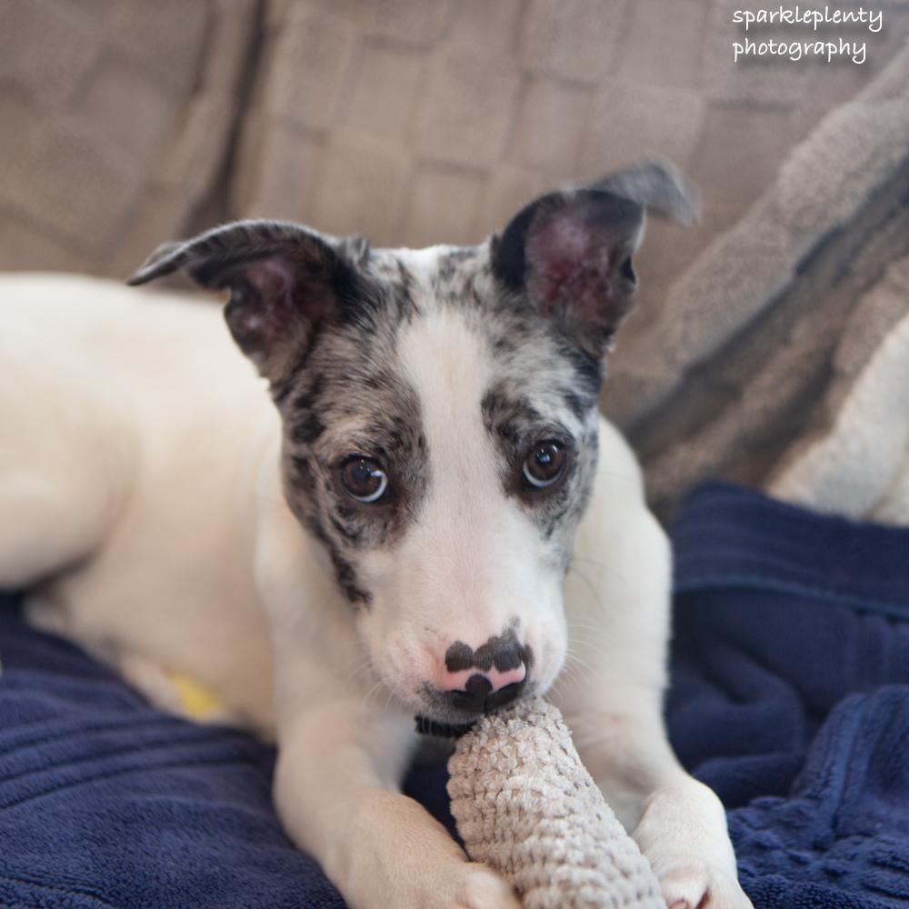 Enlarge Rover, an adopted mixed breed in Ridgefield, CT image 3/3