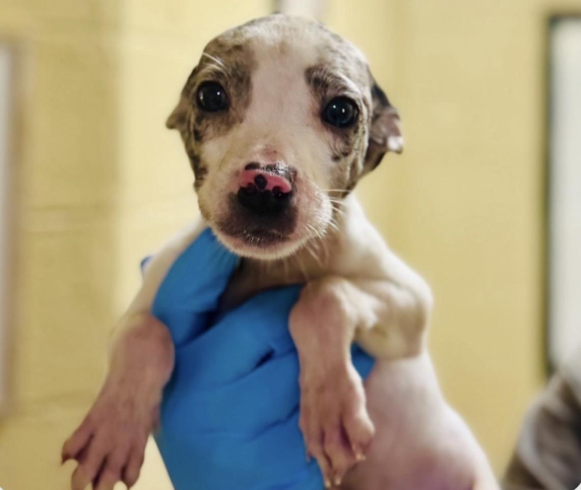 Enlarge Rover, a Adoptable mixed breed in Ridgefield, CT image 1/1