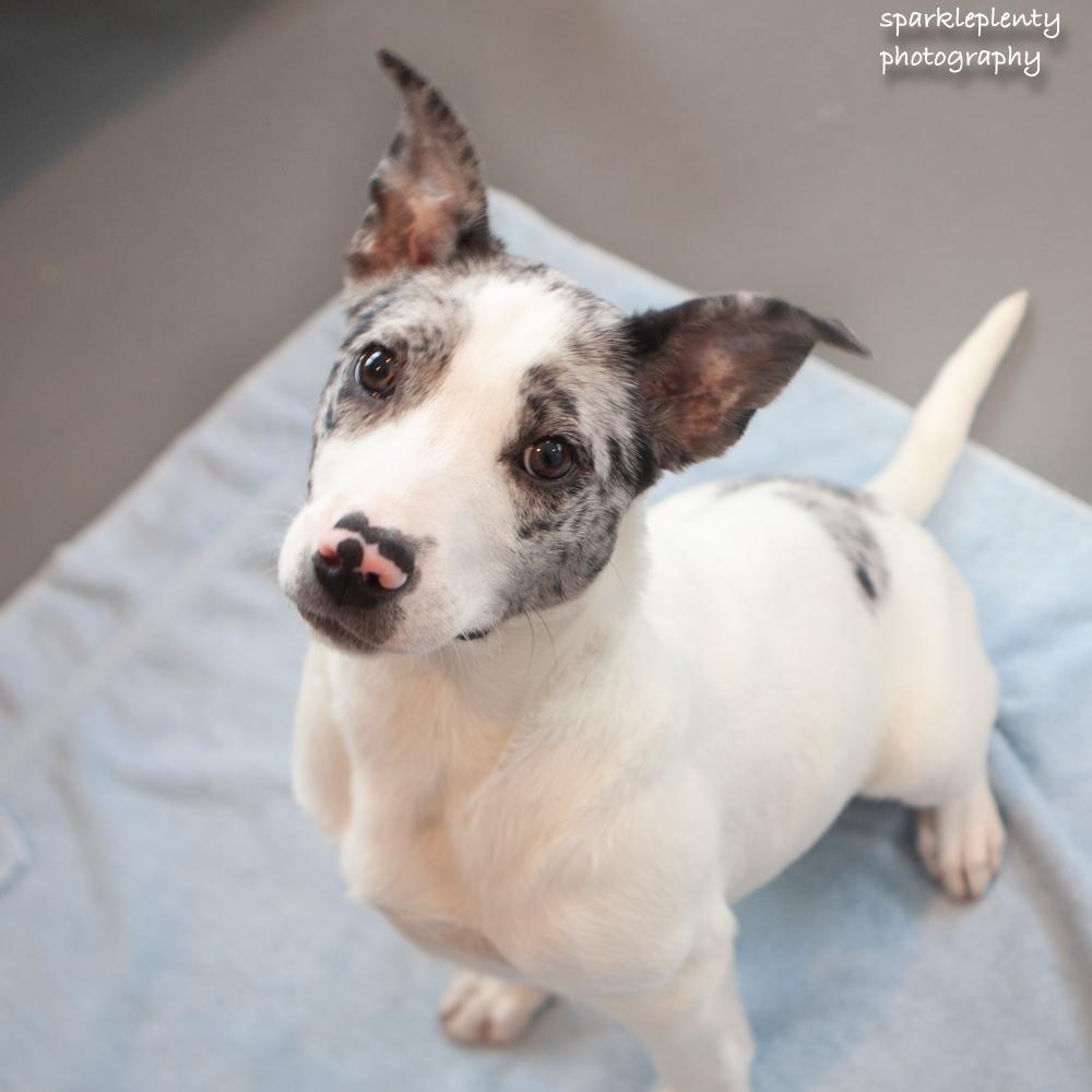 Rover, Adoptable, Puppy Male Terrier.