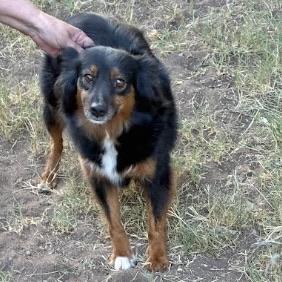 Enlarge Joy, a ADOPTABLE Australian Shepherd in Boulder, CO image 1/2