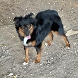 Enlarge Joy, a ADOPTABLE Australian Shepherd in Boulder, CO image 2/2