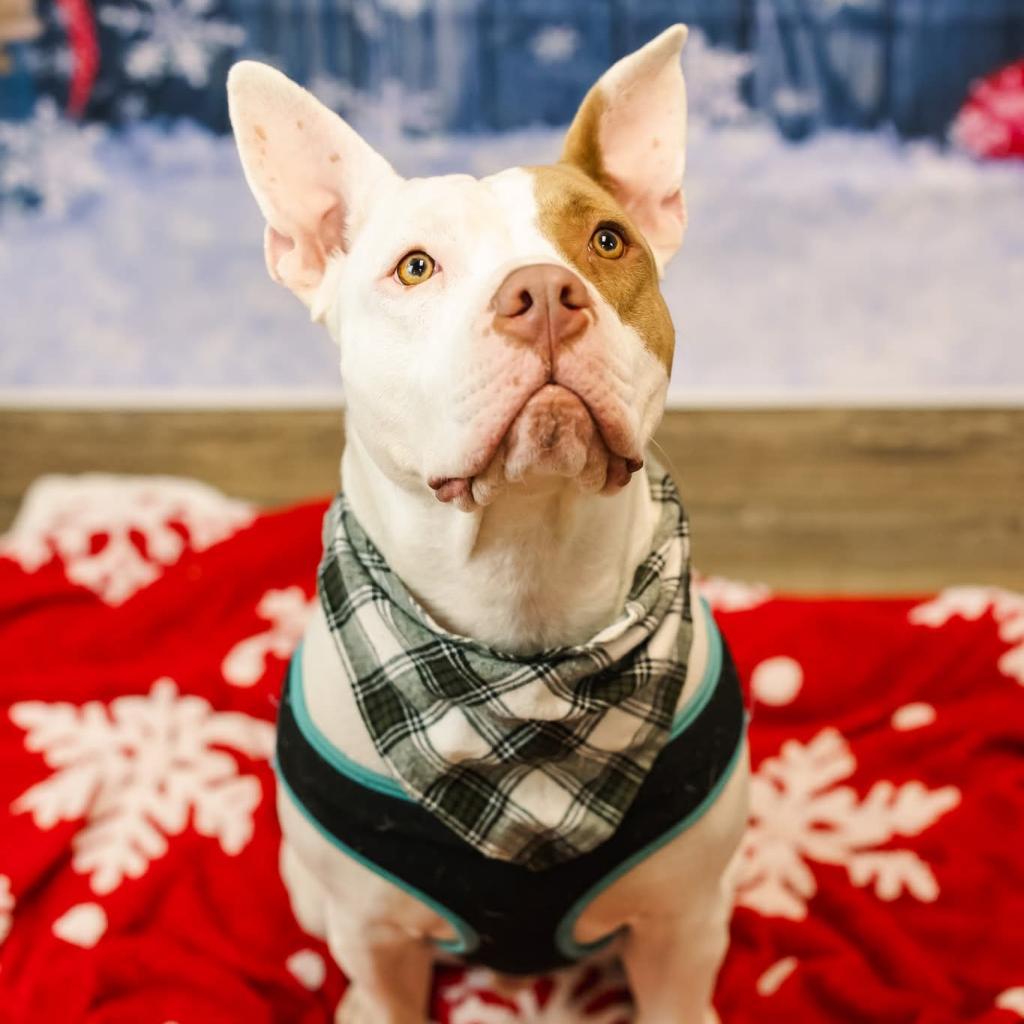 Enlarge Marmaduke (Sponsored), a Adoptable mixed breed in East Saint Louis, IL image 1/6