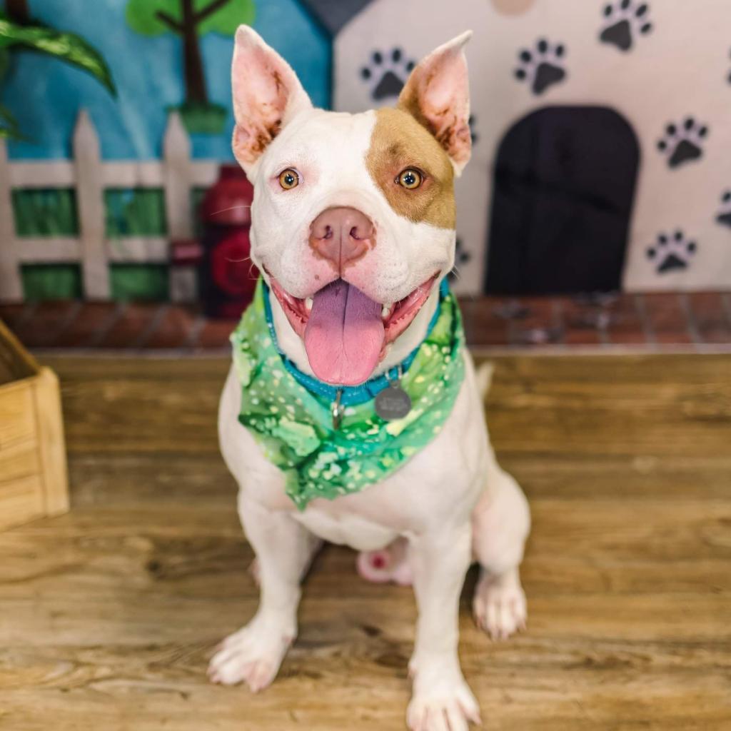 Enlarge Marmaduke (Sponsored), a Adoptable mixed breed in East Saint Louis, IL image 2/6