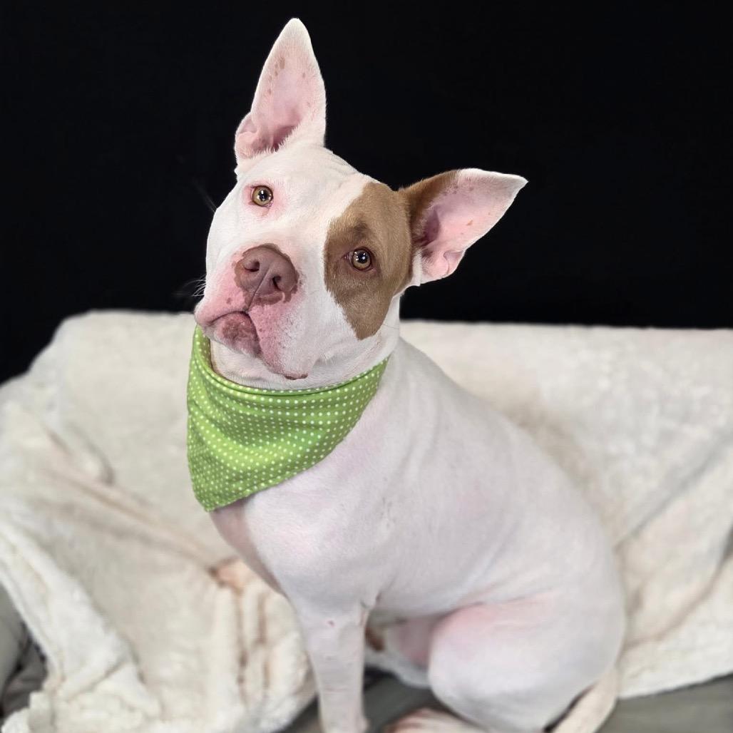 Enlarge Marmaduke (Sponsored), a Adoptable mixed breed in East Saint Louis, IL image 3/6