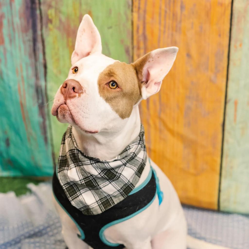 Enlarge Marmaduke (Sponsored), a Adoptable mixed breed in East Saint Louis, IL image 4/6