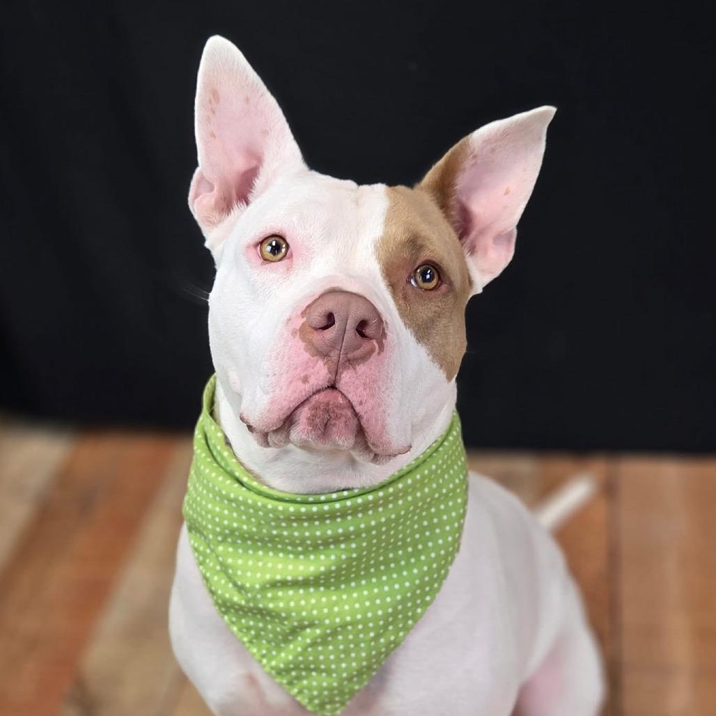 Enlarge Marmaduke (Sponsored), a Adoptable mixed breed in East Saint Louis, IL image 5/6