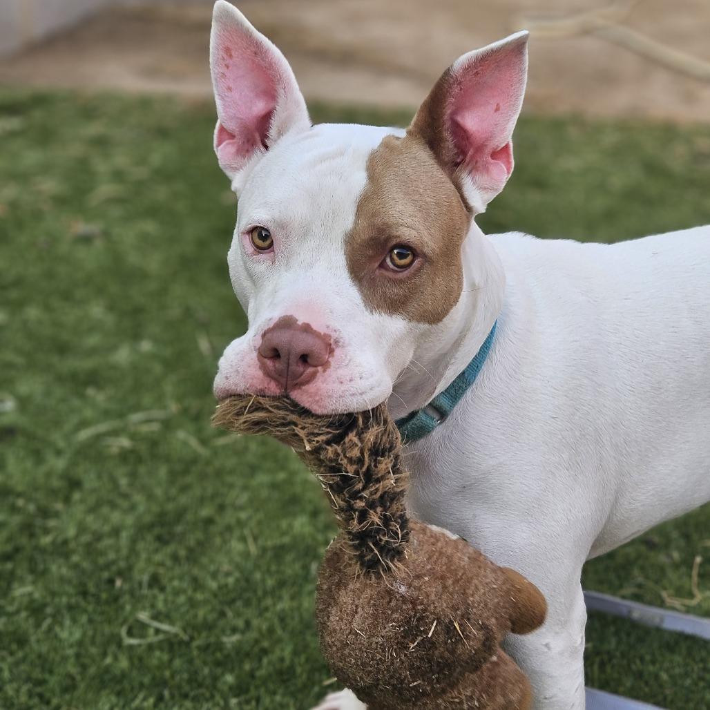 Marmaduke (Sponsored), Adoptable, Adult Male Pit Bull Terrier & American Staffordshire Terrier.