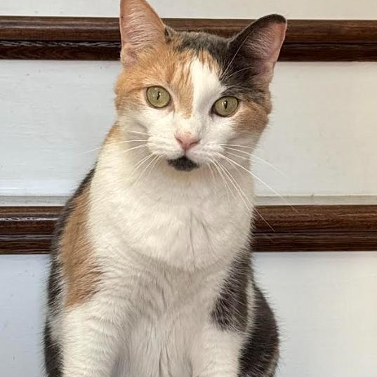 Rosie, a Adoptable Domestic Short Hair in Palm Harbor, FL image 1/5