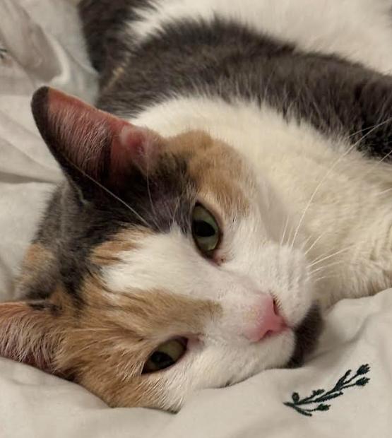 Rosie, a Adoptable Domestic Short Hair in Palm Harbor, FL image 5/5