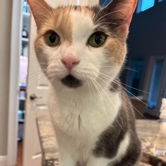 Rosie, a Adoptable Domestic Short Hair in Palm Harbor, FL image 4/5