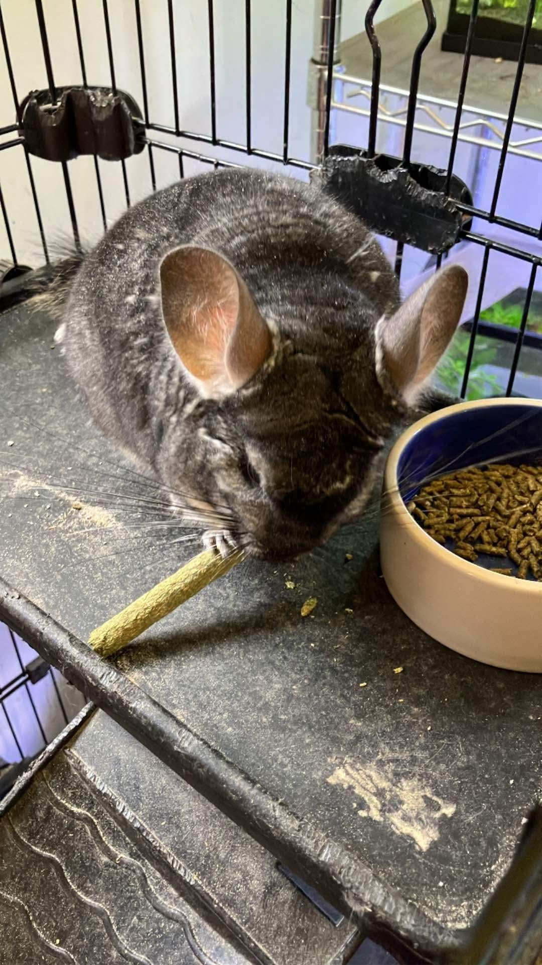 Chilly, ADOPTABLE, Adult Female Chinchilla.
