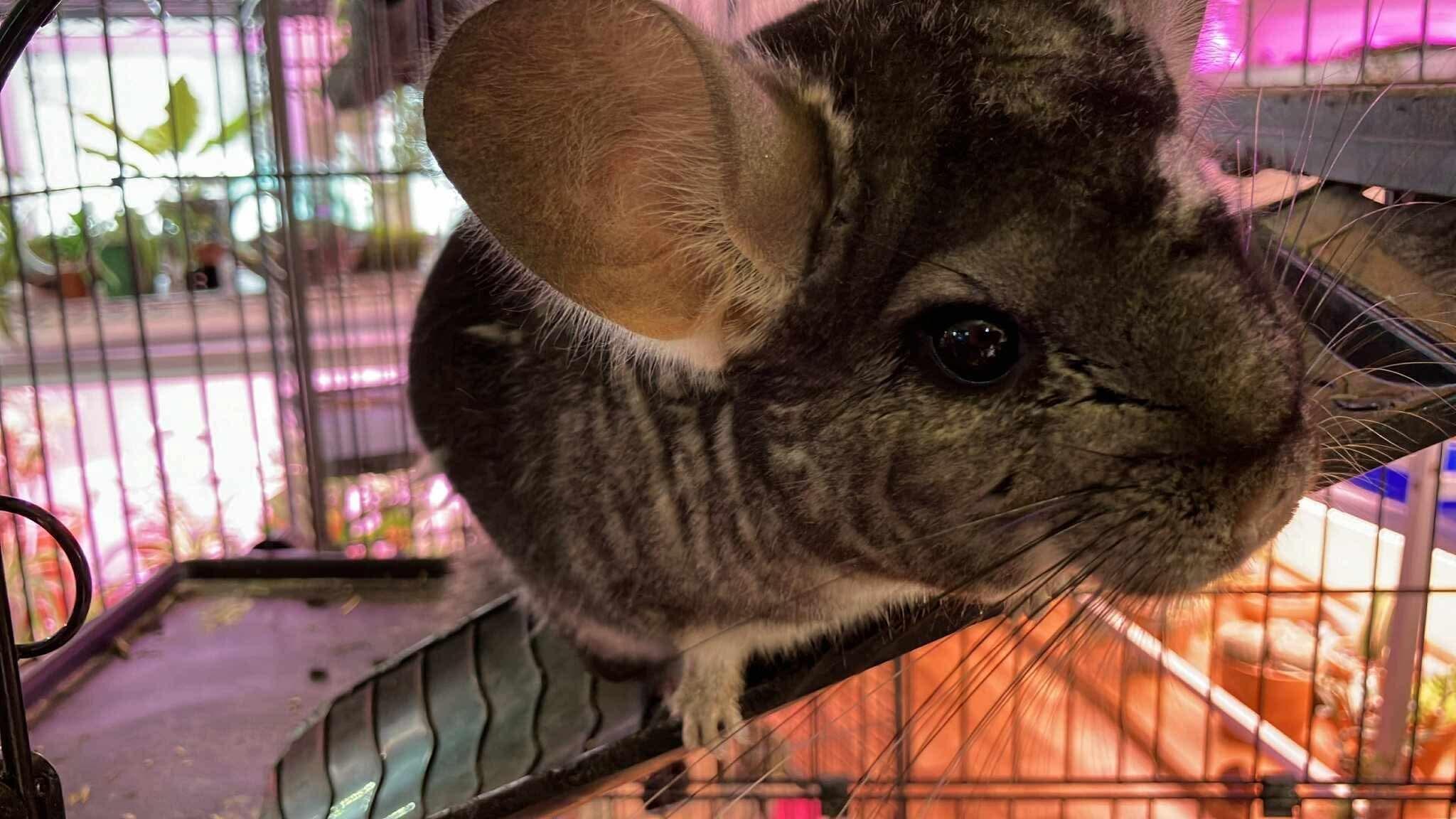 Chilly, a ADOPTABLE Chinchilla in Shelby Township, MI image 2/2