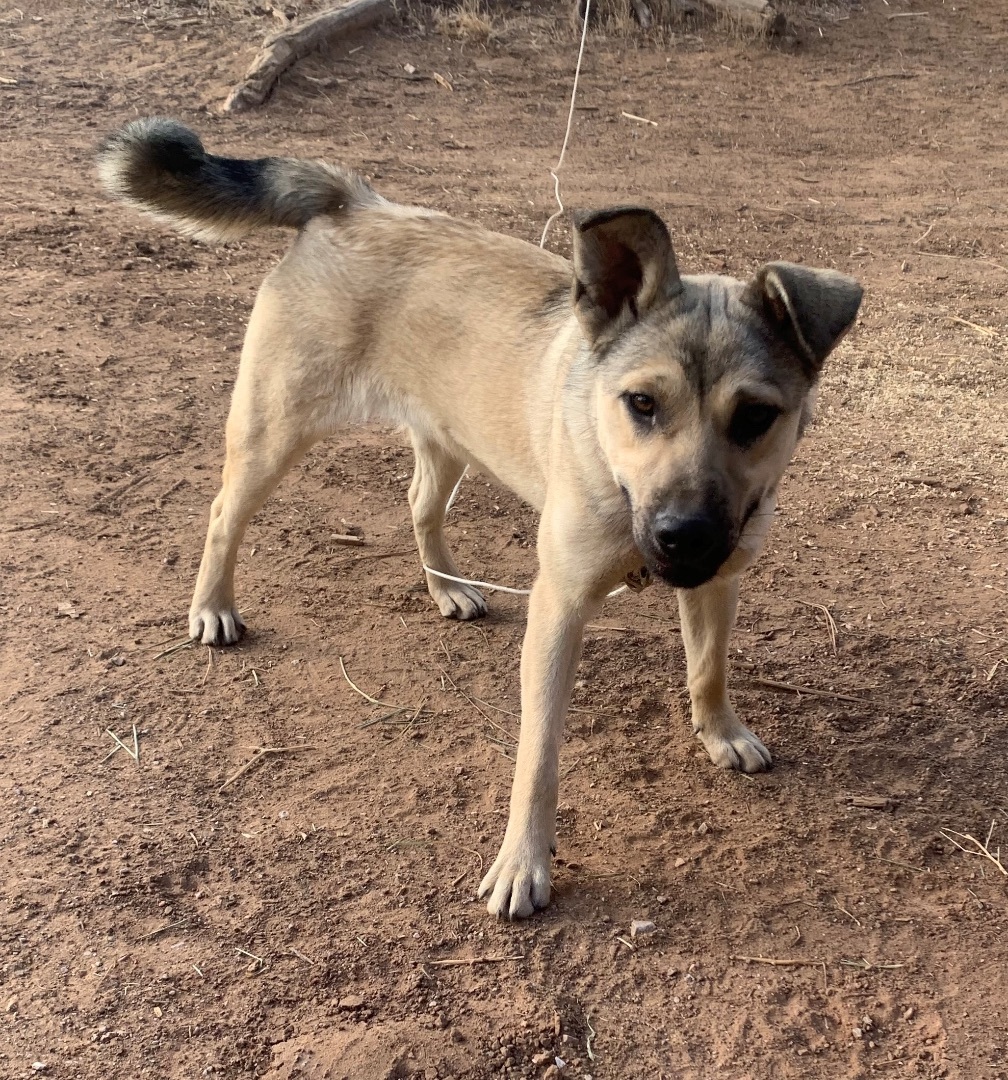 Kaylee, a Adoptable mixed breed in Albuquerque, NM image 1/4