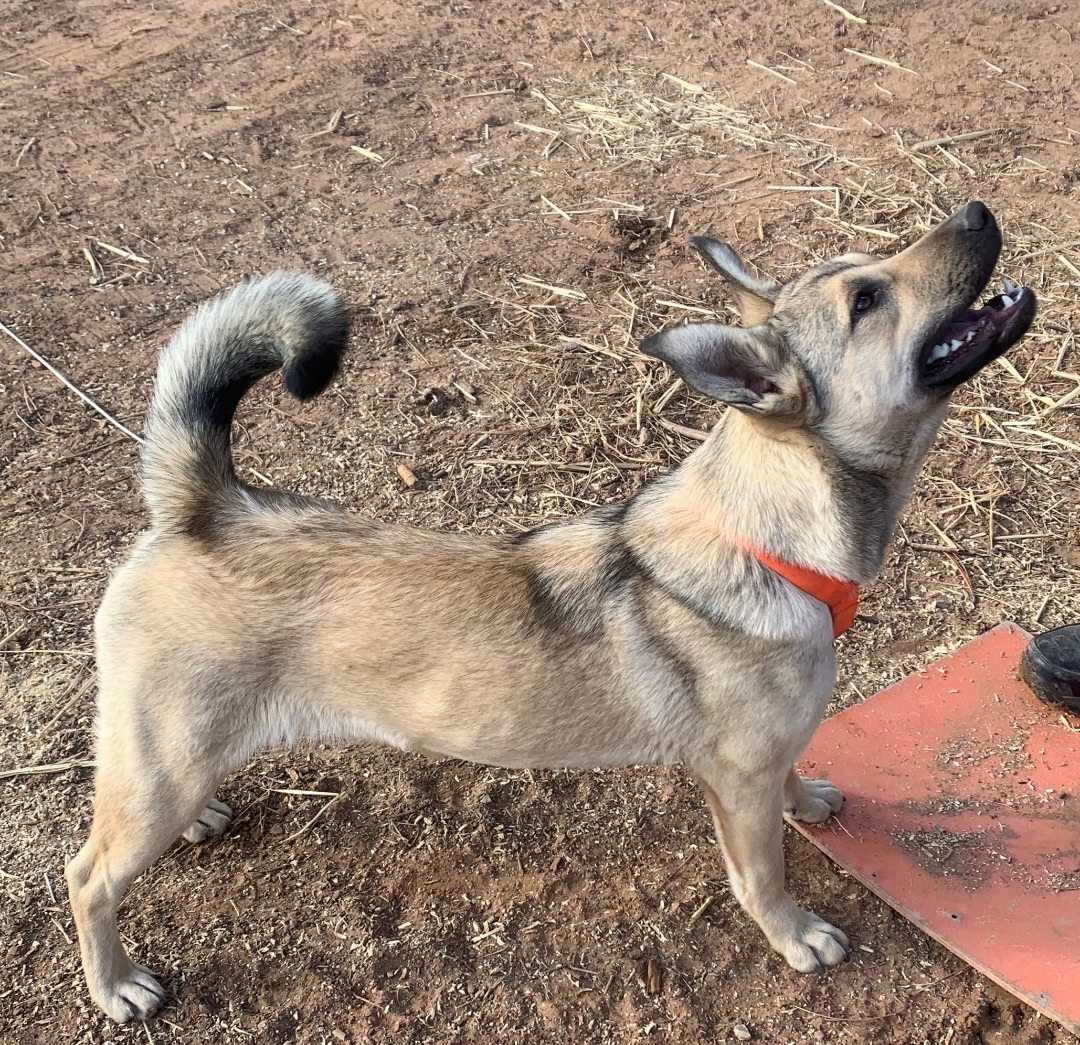 Kaylee, a Adoptable mixed breed in Albuquerque, NM image 2/4
