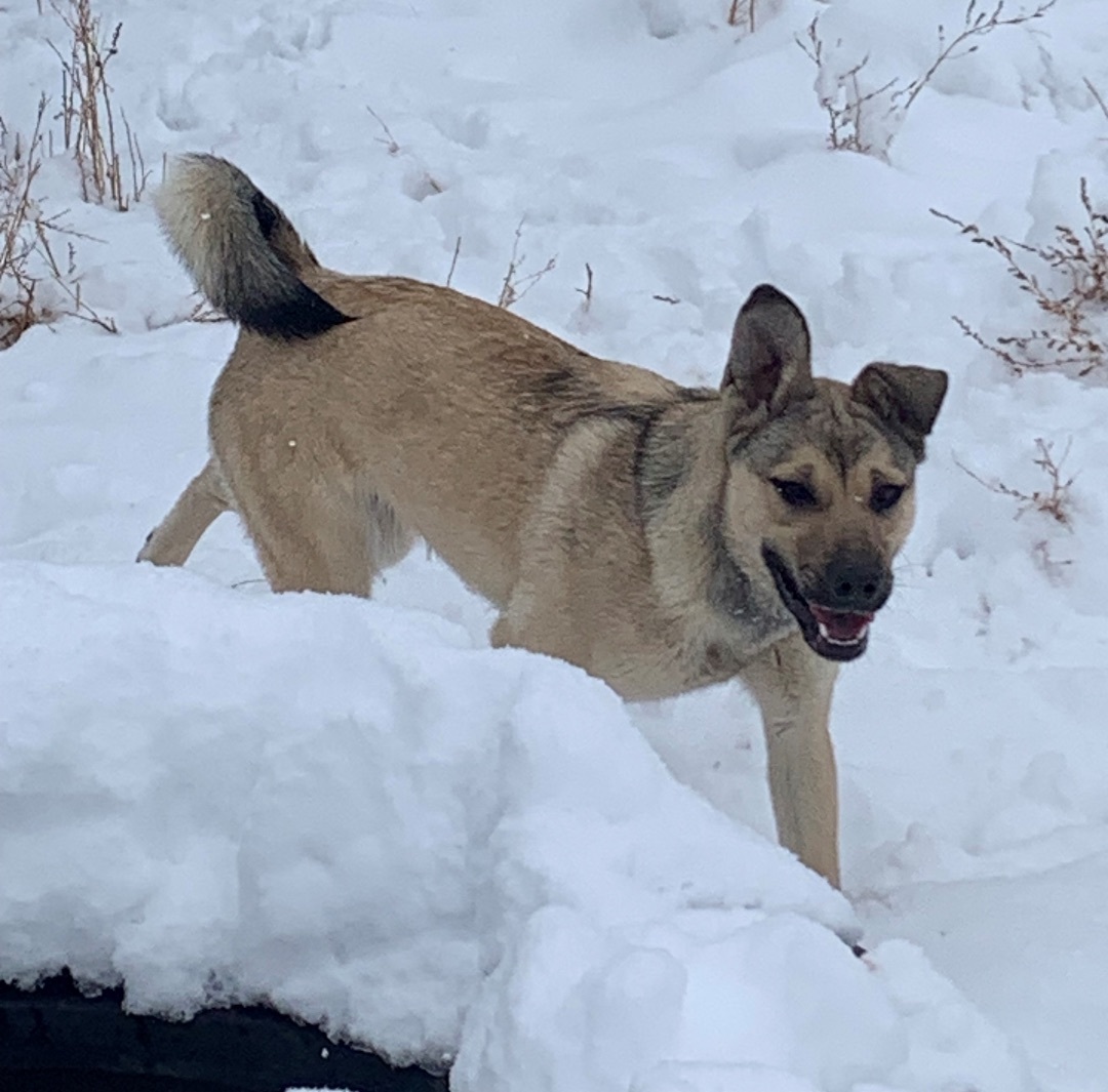 Kaylee, a Adoptable mixed breed in Albuquerque, NM image 3/4