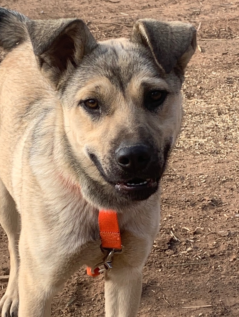 Kaylee, a Adoptable mixed breed in Albuquerque, NM image 4/4