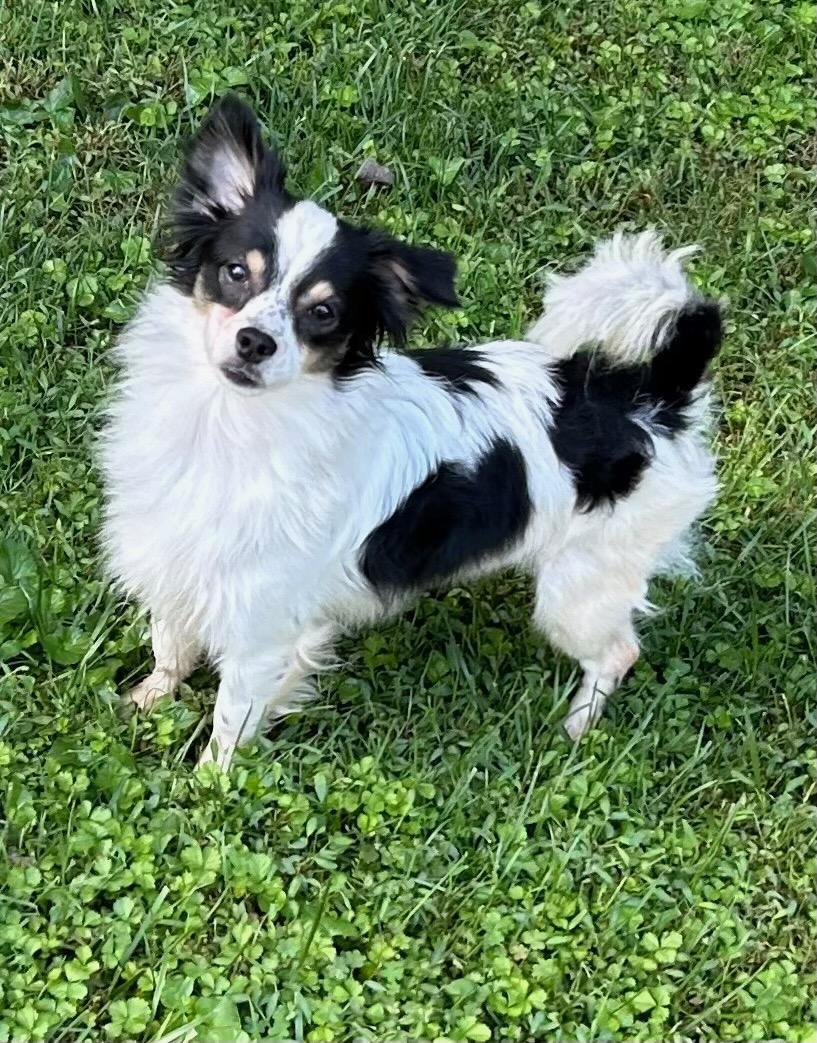 Enlarge Sully, a Adoptable mixed breed in Ellicott City, MD image 1/5