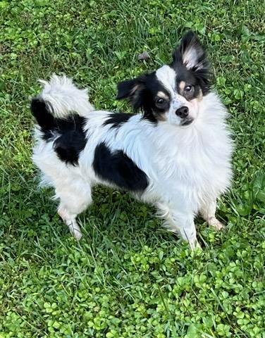 Sully, Adoptable, Young Male Papillon & Mixed Breed.