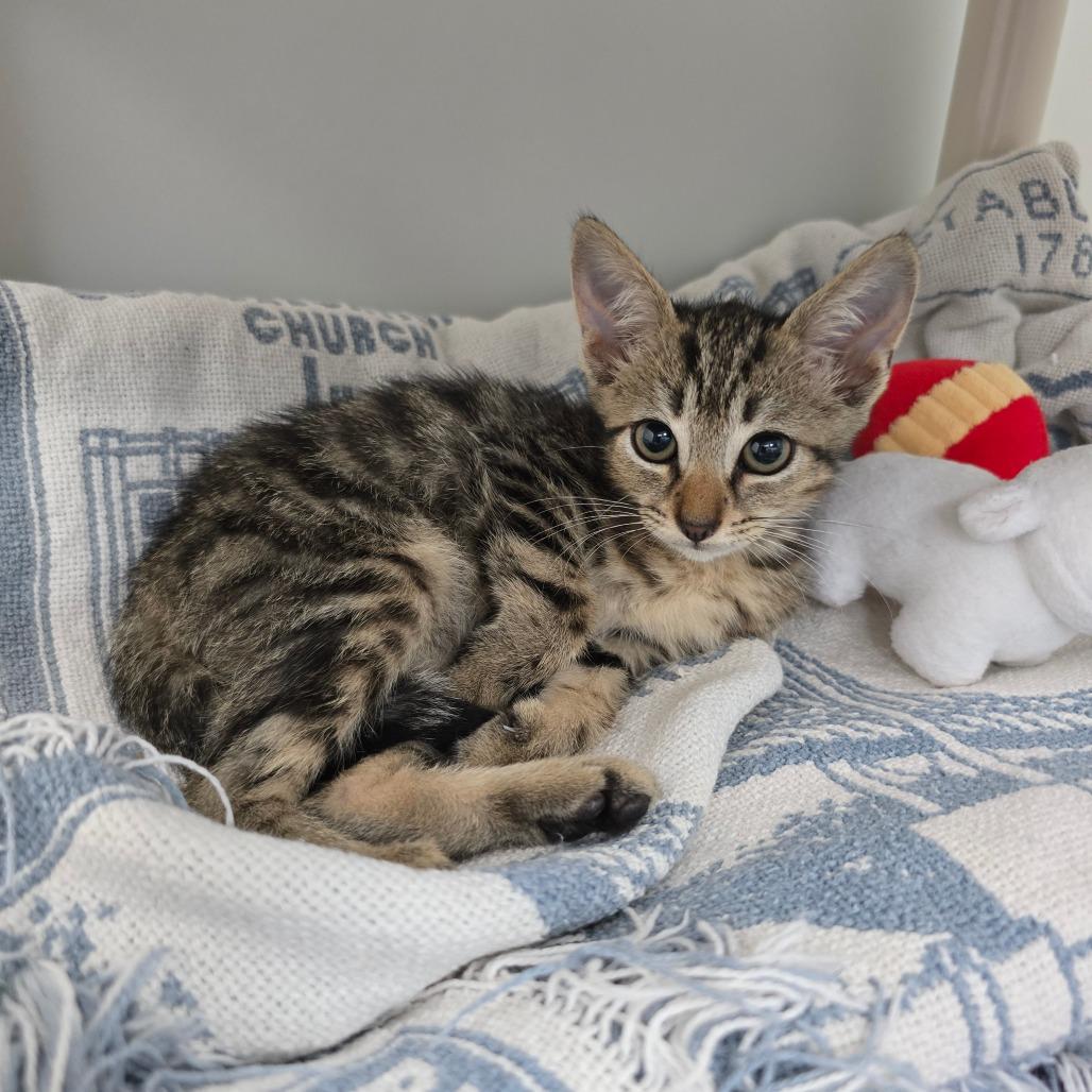 Mrs. Norris, Adoptable, Kitten Female Domestic Short Hair.