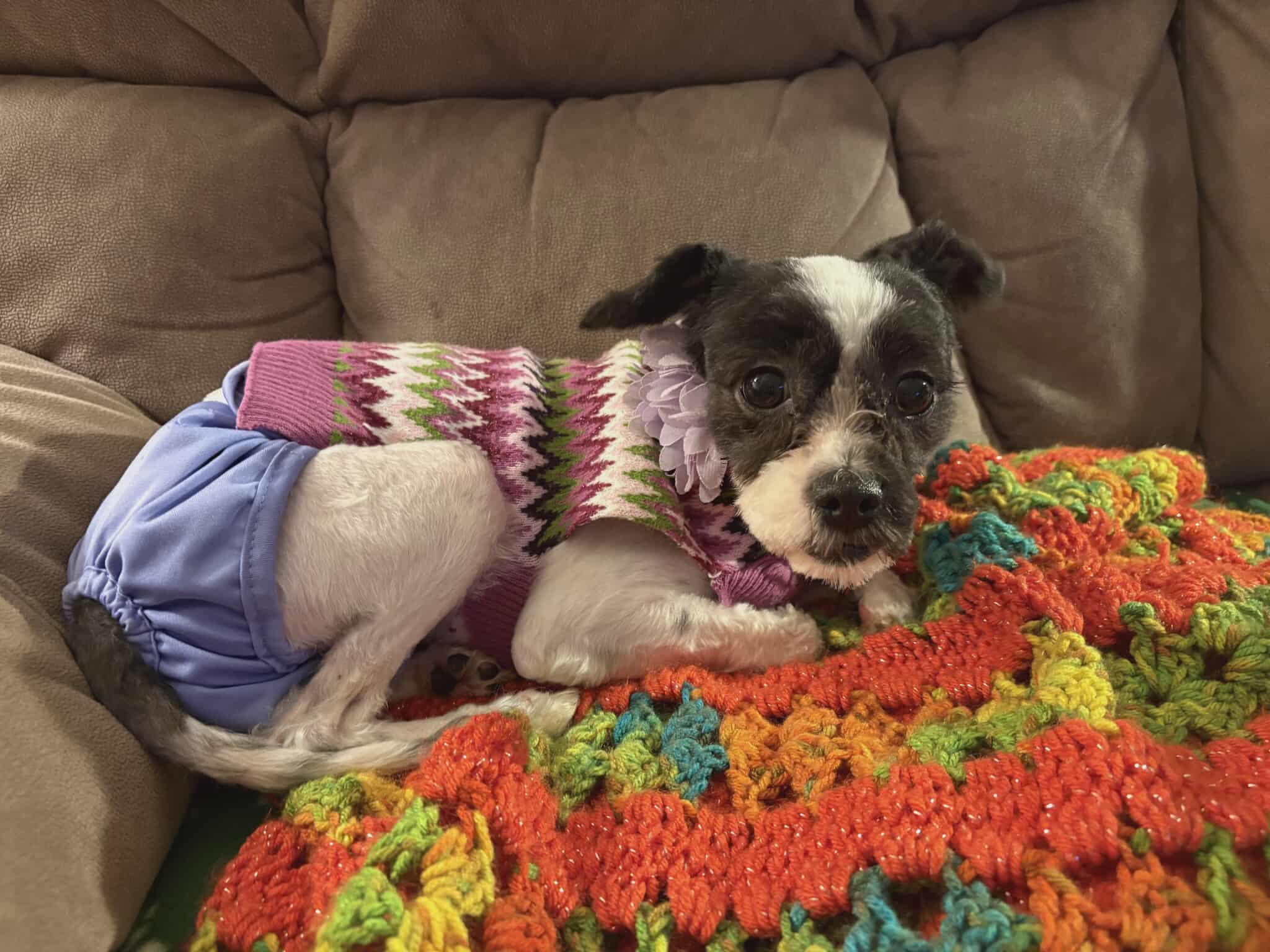 Enlarge Miracle, an adopted mixed breed in Minooka, IL image 1/1