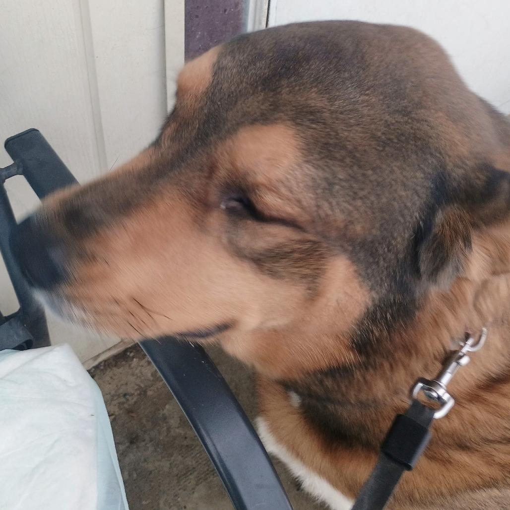 Bear, a Adoptable mixed breed in Marion, VA image 1/4