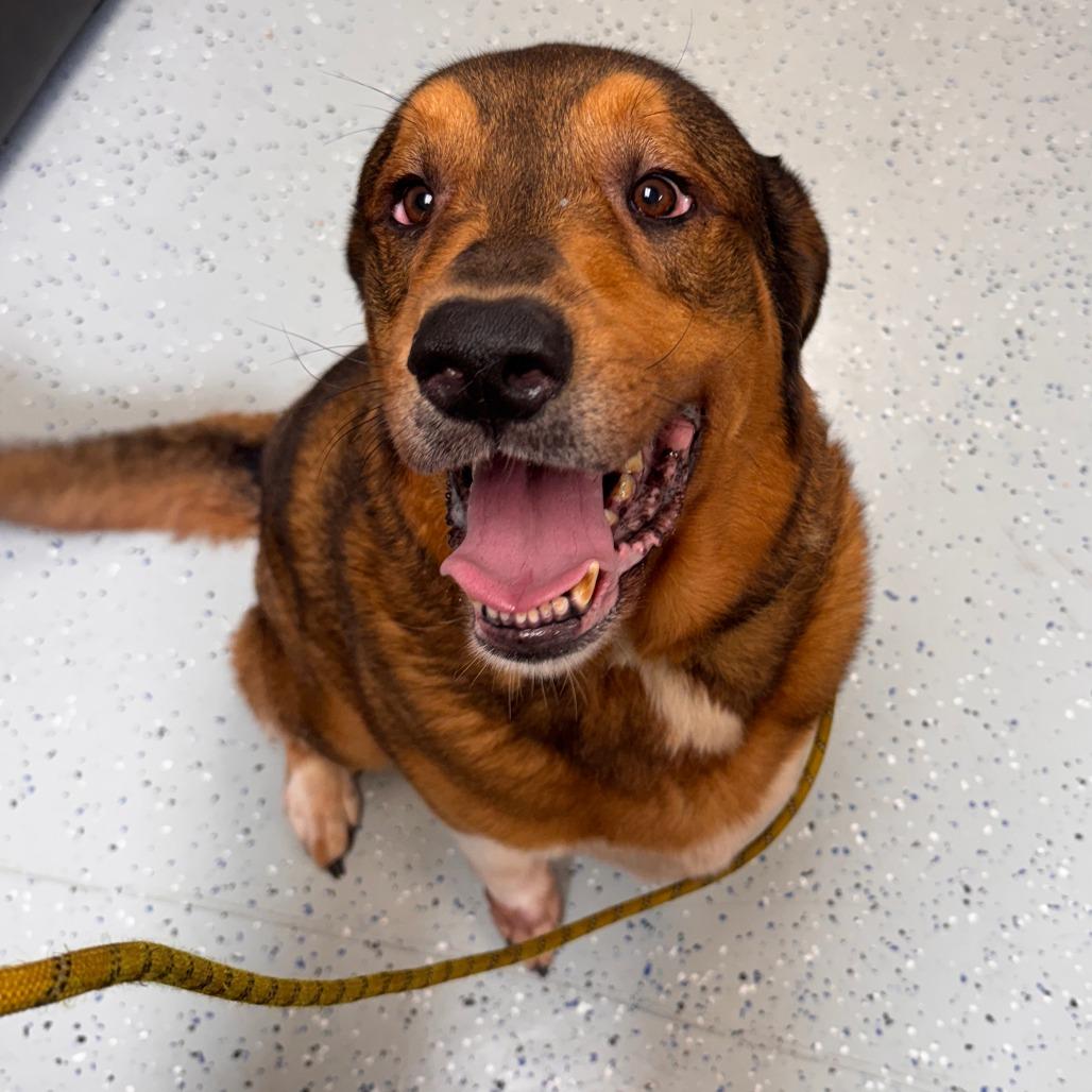 Bear, a Adoptable mixed breed in Marion, VA image 2/4