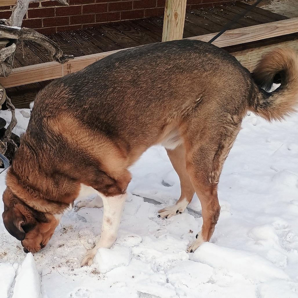 Bear, a Adoptable mixed breed in Marion, VA image 3/4
