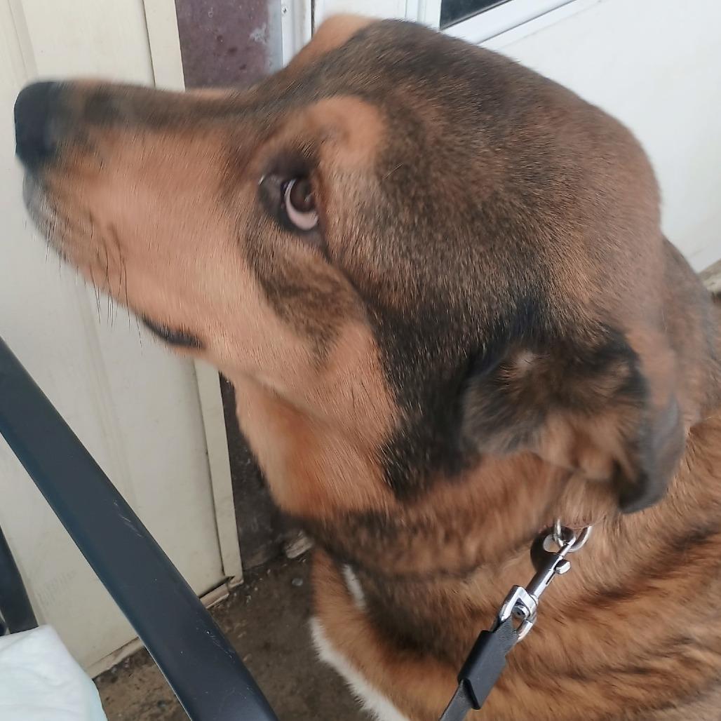 Bear, a Adoptable mixed breed in Marion, VA image 4/4
