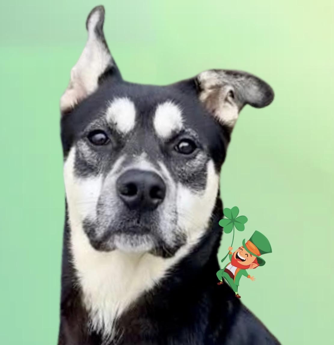 Frankie, a ADOPTABLE mixed breed in Westfield, NY image 6/6