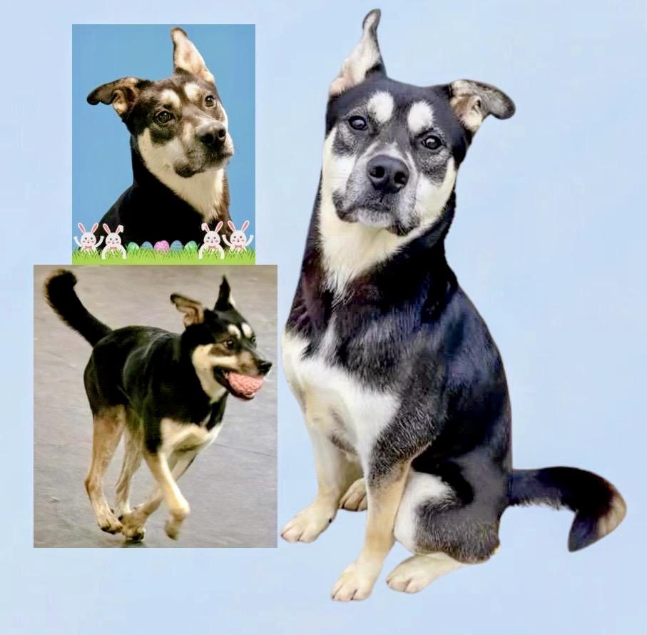 Frankie, ADOPTABLE, Adult Male Shepherd.