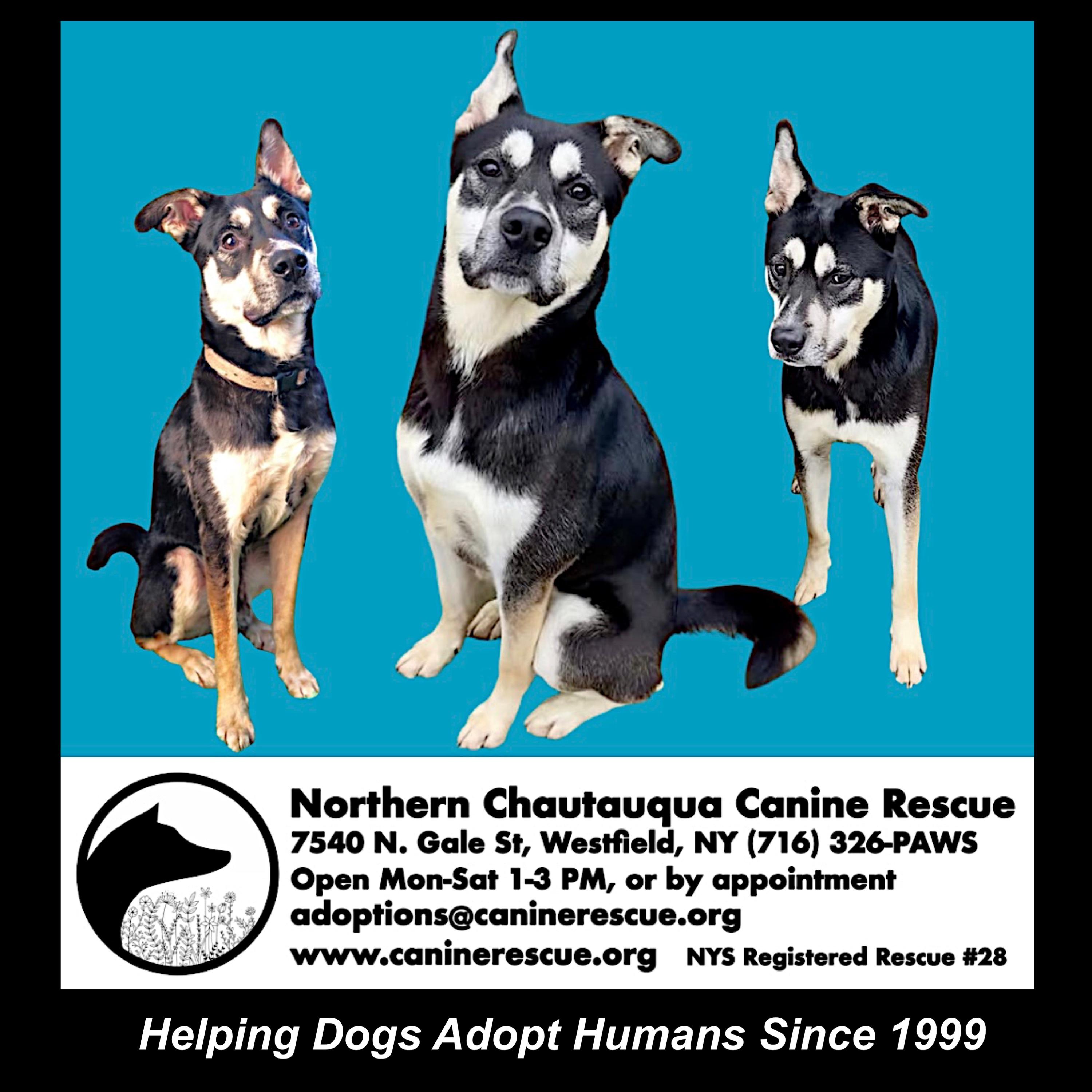 Frankie, a ADOPTABLE mixed breed in Westfield, NY image 3/6