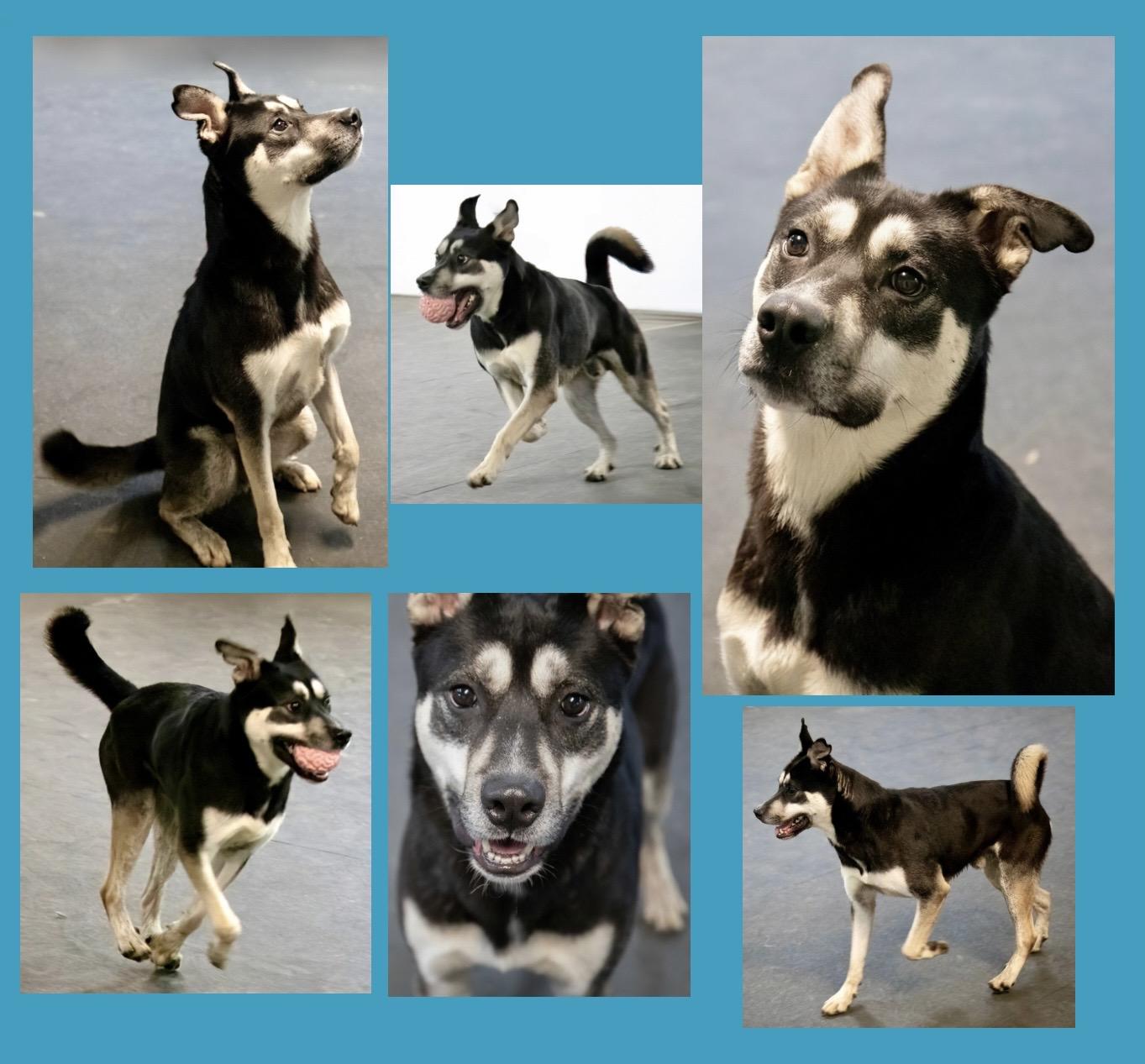 Frankie, a ADOPTABLE mixed breed in Westfield, NY image 2/6