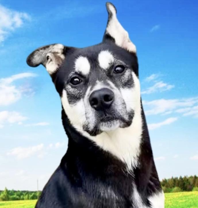 Enlarge Frankie, a ADOPTABLE mixed breed in Westfield, NY image 2/6