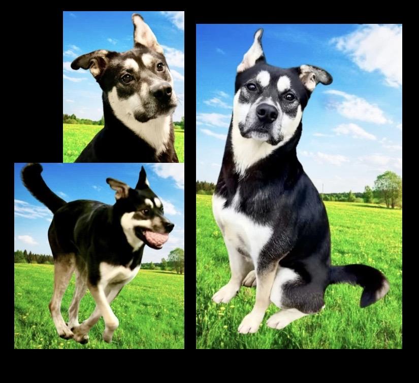 Enlarge Frankie, a ADOPTABLE mixed breed in Westfield, NY image 1/6