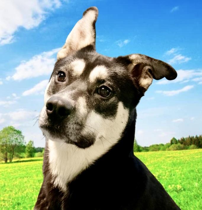 Frankie, ADOPTABLE, Adult Male Shepherd.