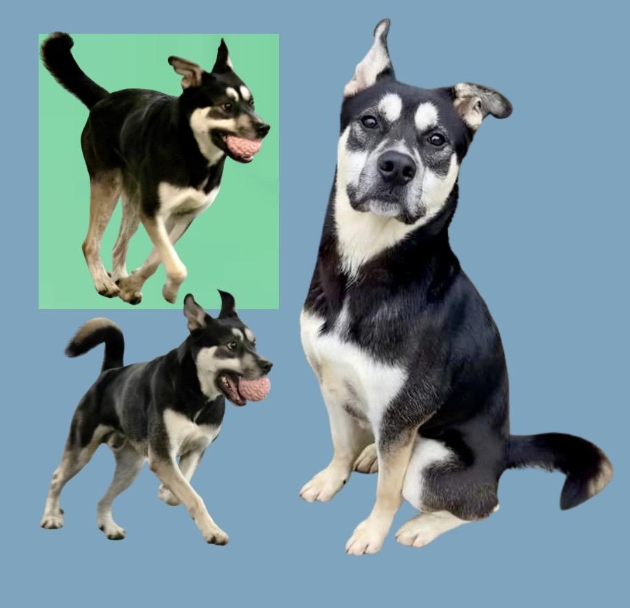 Enlarge Frankie, a ADOPTABLE mixed breed in Westfield, NY image 3/6