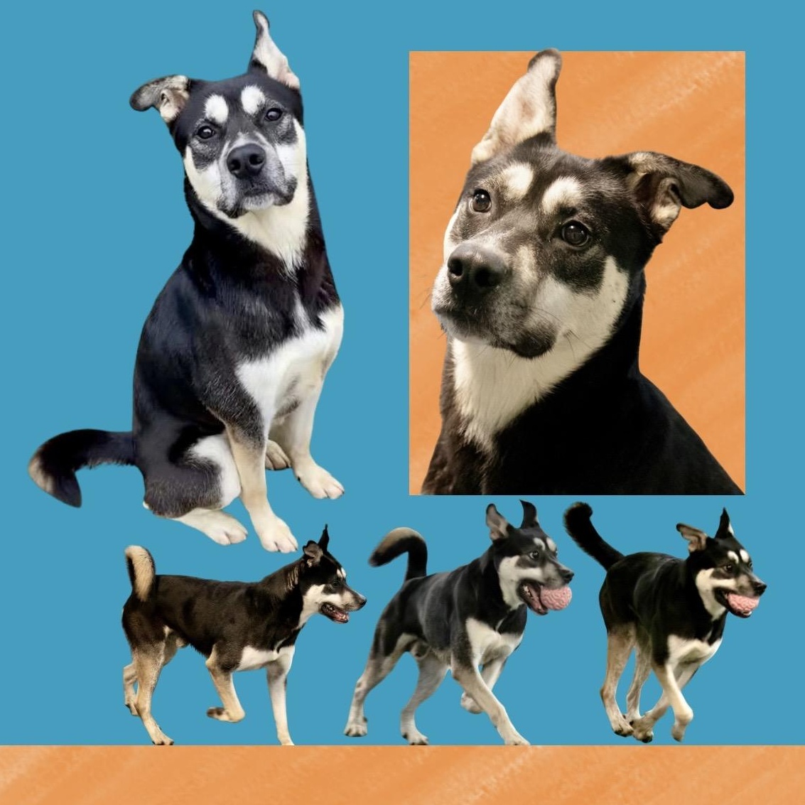 Frankie, a ADOPTABLE mixed breed in Westfield, NY image 4/6