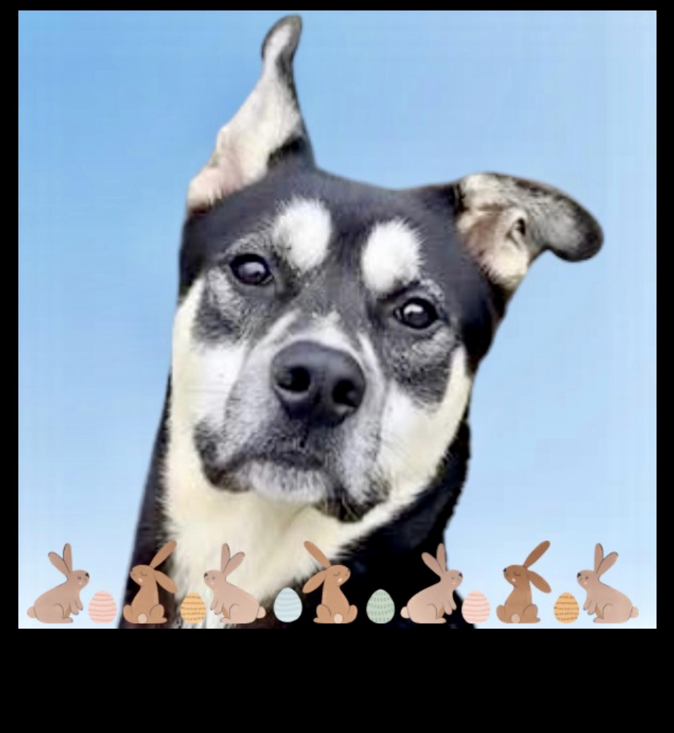 Frankie, a ADOPTABLE mixed breed in Westfield, NY image 5/6