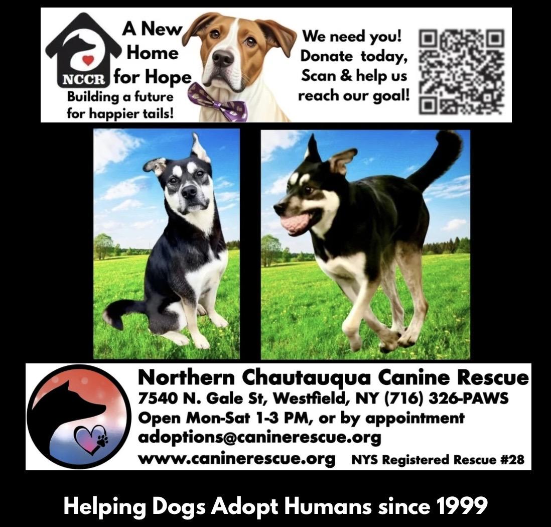Enlarge Frankie, an adoption pending mixed breed in Westfield, NY image 3/6