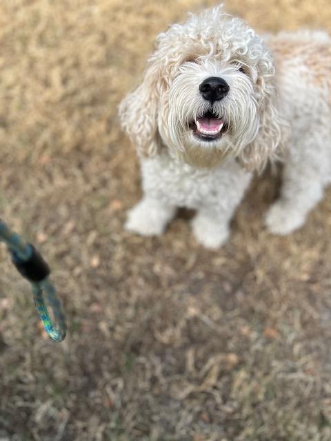 Bingo, an adopted Cockapoo in Maitland, FL image 3/4