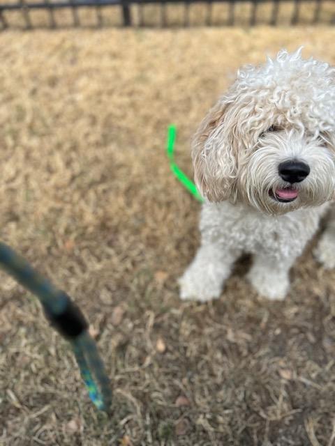 Bingo, an adopted Cockapoo in Maitland, FL image 2/4
