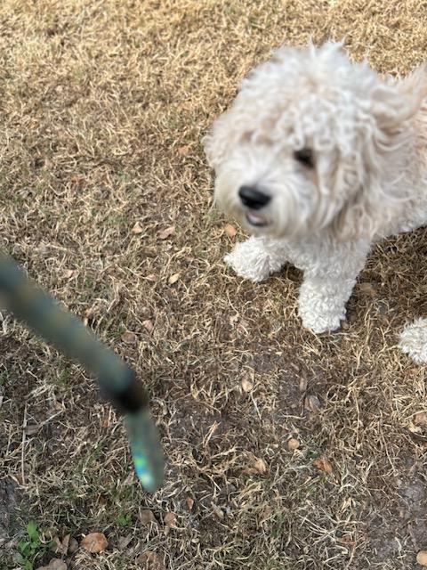 Bingo, an adopted Cockapoo in Maitland, FL image 4/4