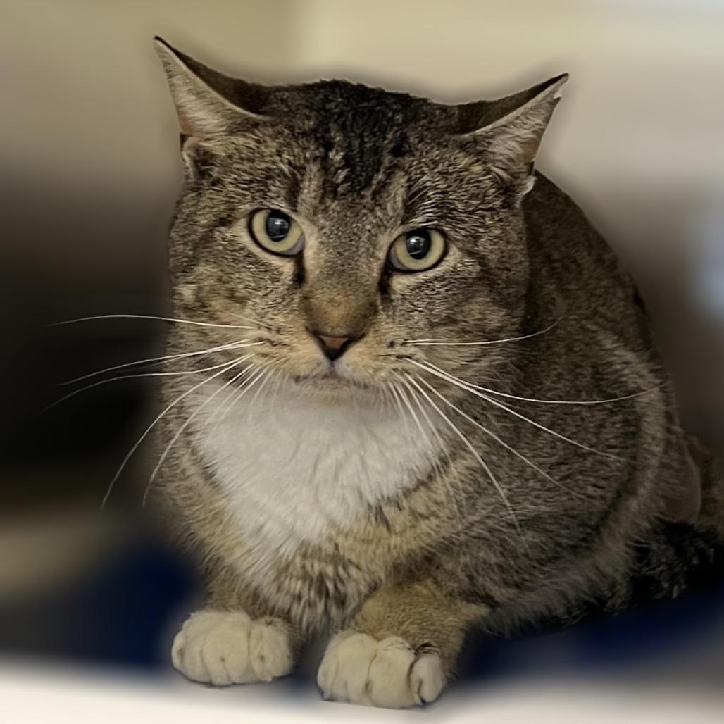 Zephyr, Adoptable, Adult Male Domestic Short Hair.