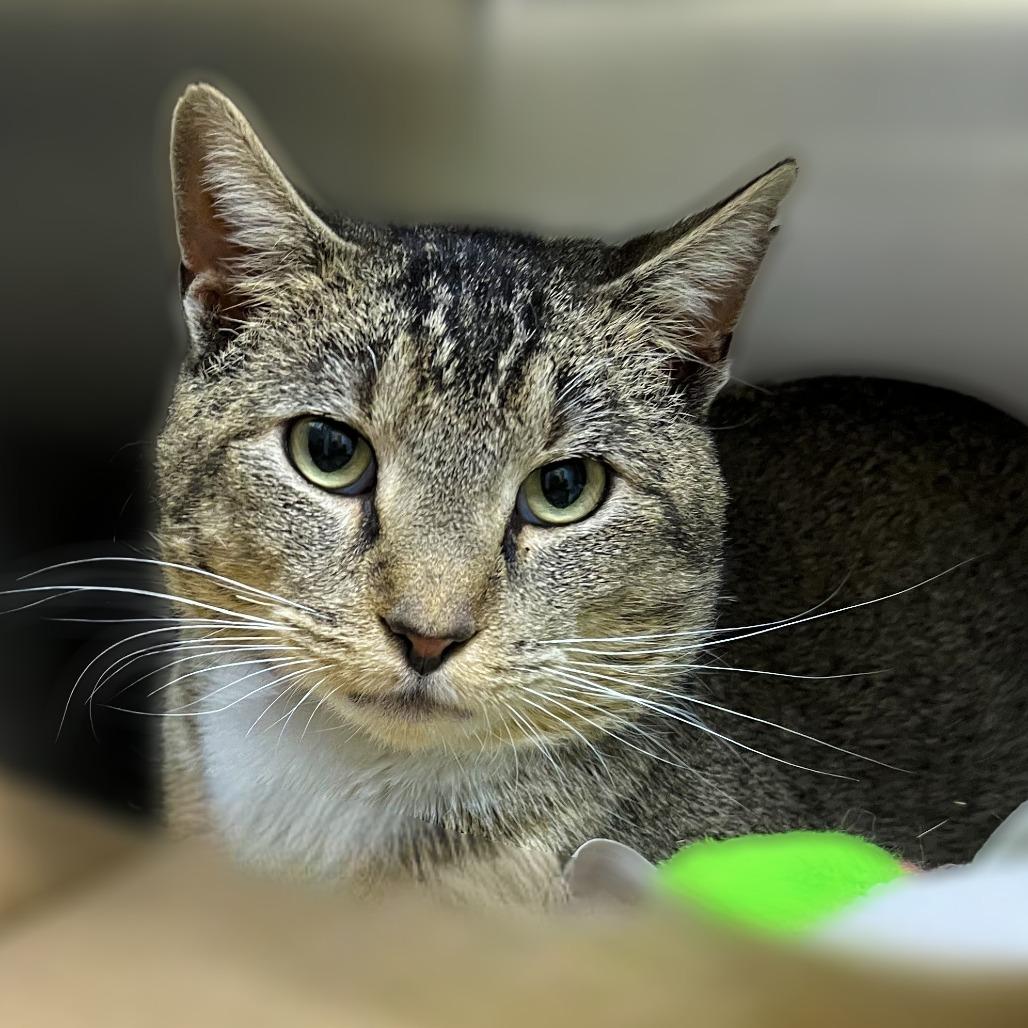 Enlarge Zephyr, a Adoptable Domestic Short Hair in Springfield, IL image 2/2