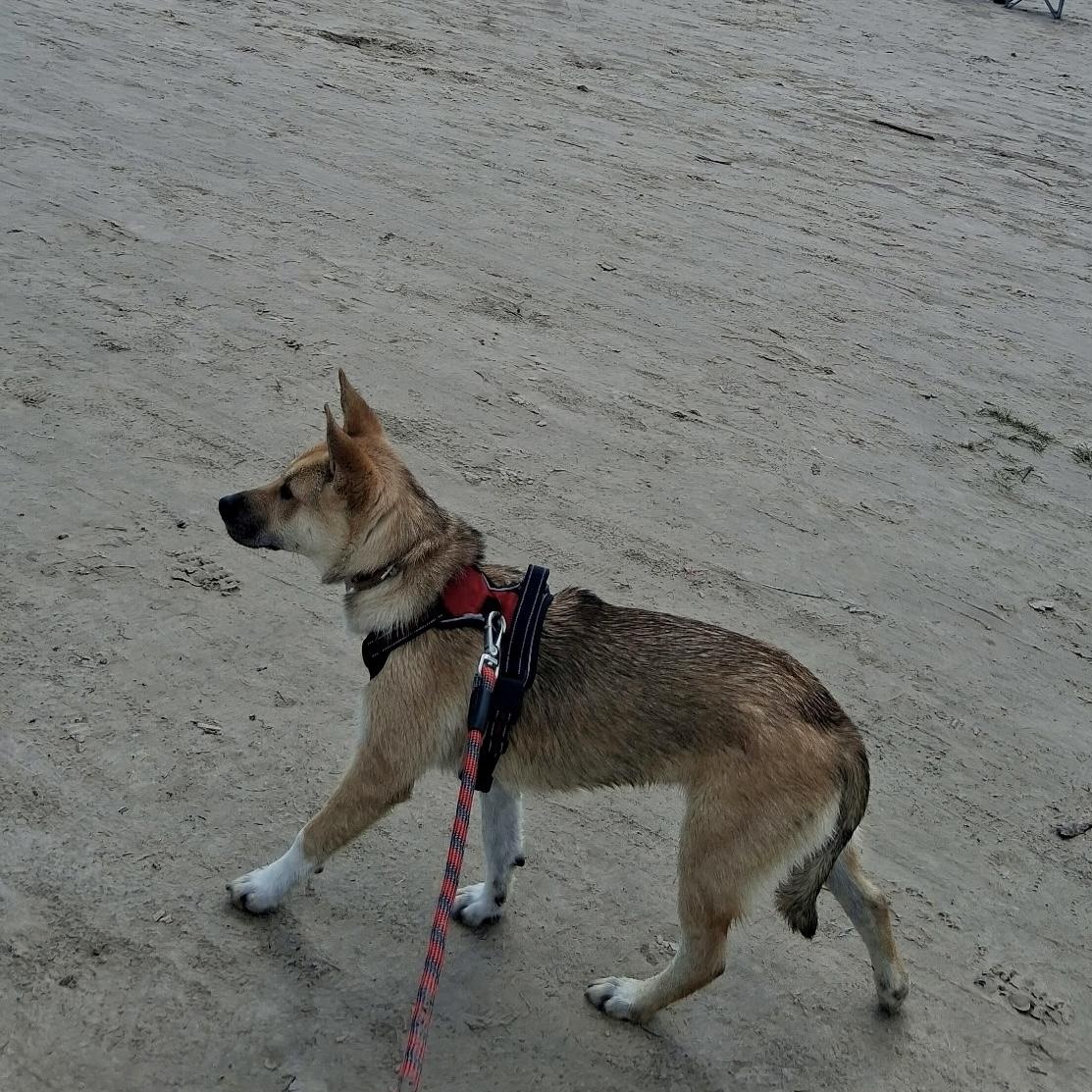 Chrissy, an adopted mixed breed in Albany, NY image 6/6