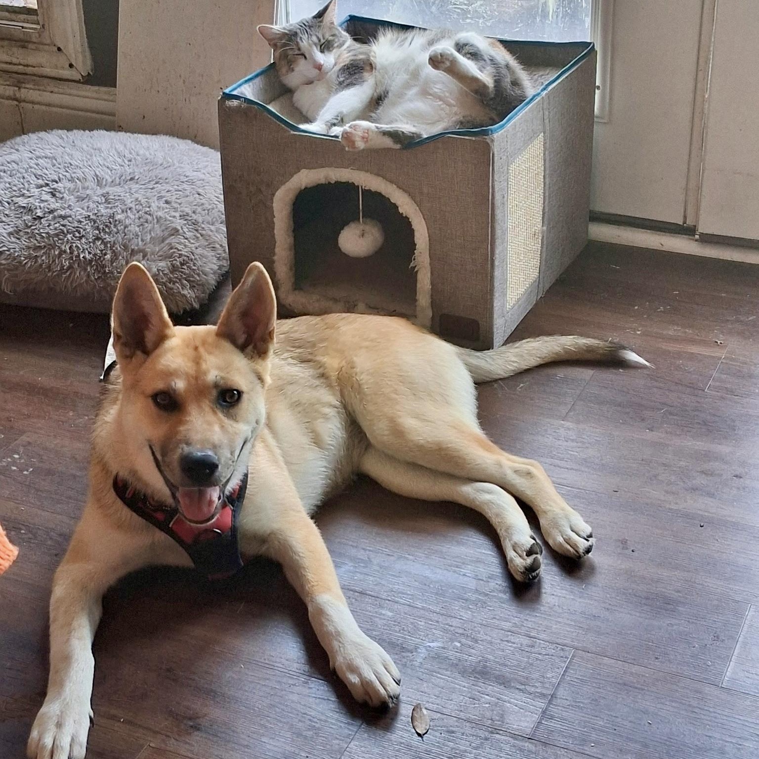 Chrissy, adopted, Young Female Carolina Dog & Jindo.