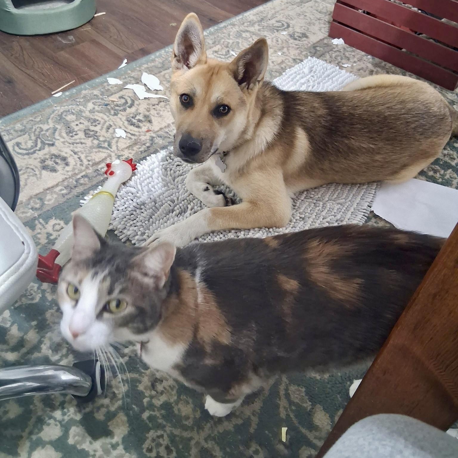 Chrissy, an adopted mixed breed in Albany, NY image 4/6