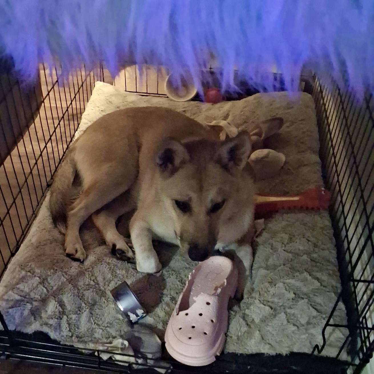 Chrissy, an adopted mixed breed in Albany, NY image 2/6