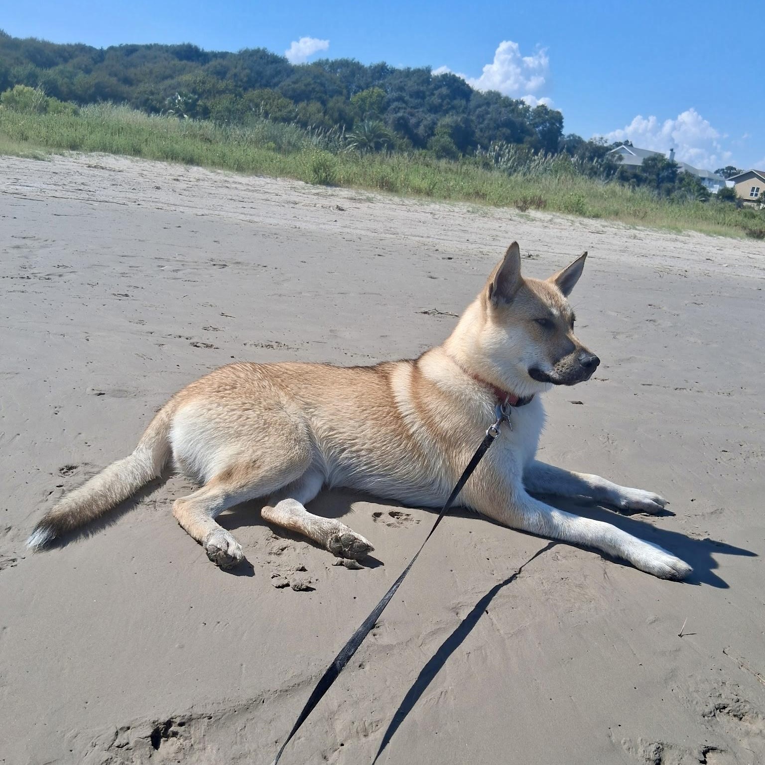 Chrissy, an adopted mixed breed in Albany, NY image 5/6