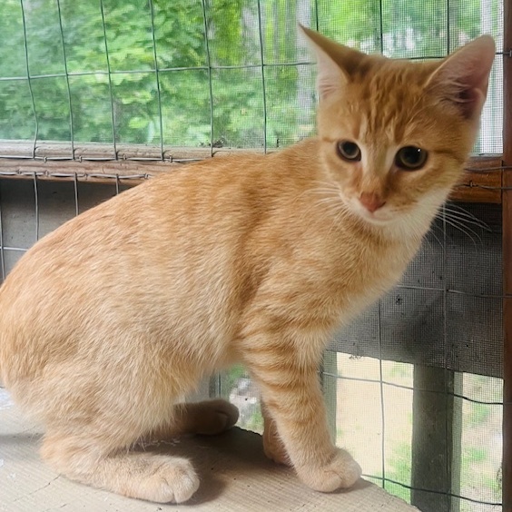 CLEMENTINE, a Adoptable Domestic Short Hair in Spotsylvania, VA image 2/3